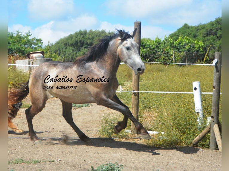 Andalusian Stallion 3 years 15 hh Brown Falb mold in Vejer de la Frontera