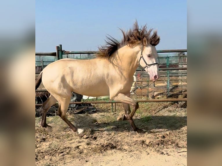 Andalusian Stallion 3 years 15 hh Champagne in Jerez