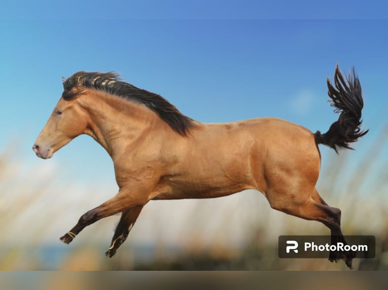 Andalusian Stallion 3 years 15 hh Cremello in Vejer de la Frontera