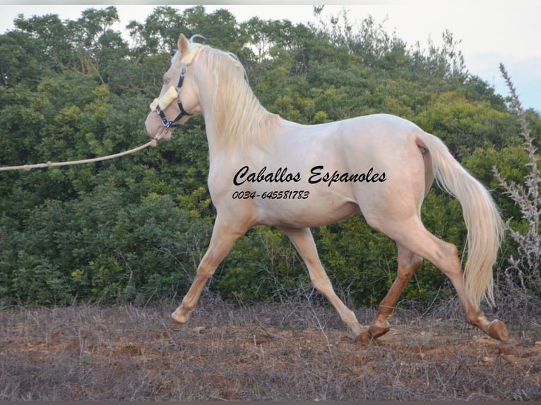 Andalusian Stallion 3 years 15 hh Cremello in Vejer de la Frontera