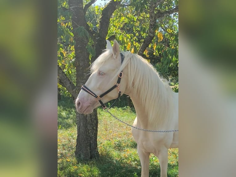 Andalusian Stallion 3 years 15 hh Cremello in Schrozberg