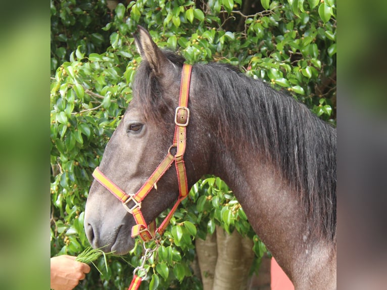 Andalusian Stallion 3 years 15 hh Gray-Red-Tan in Vejer de la Frontera