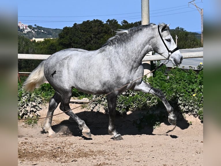 Andalusian Stallion 3 years 15 hh Grey in Menorca