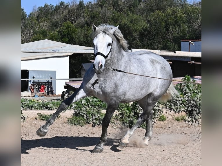Andalusian Stallion 3 years 15 hh Grey in Menorca