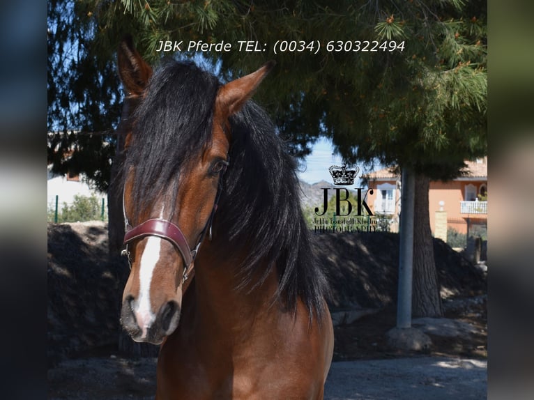 Andalusian Stallion 3 years 15,1 hh Brown in Tabernas Almeria