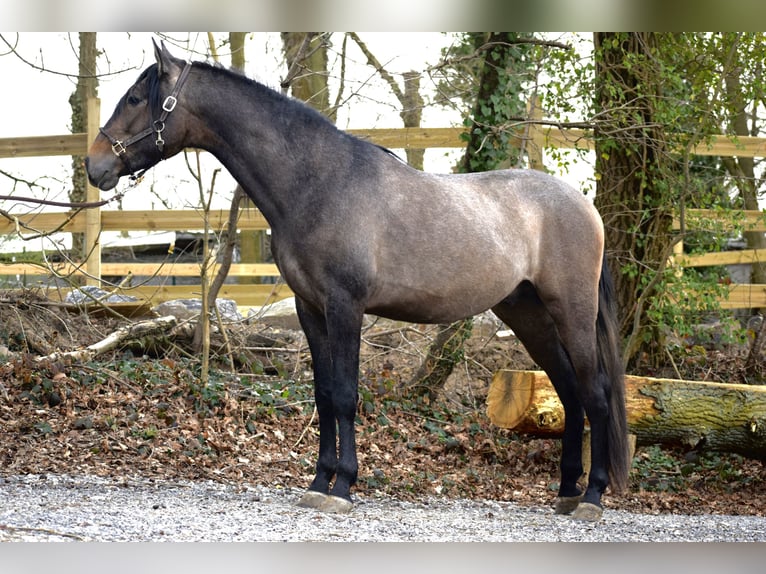 Andalusian Stallion 3 years 15,1 hh Brown Falb mold in Assesse