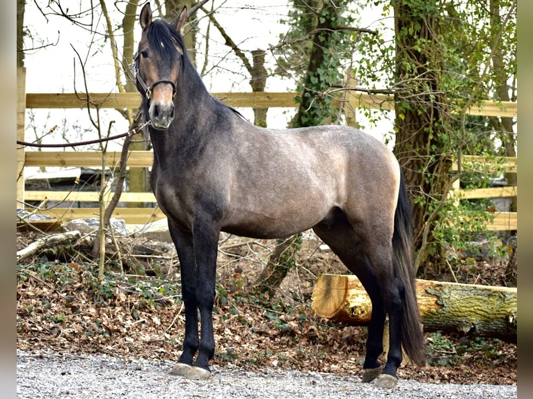 Andalusian Stallion 3 years 15,1 hh Brown Falb mold in Assesse