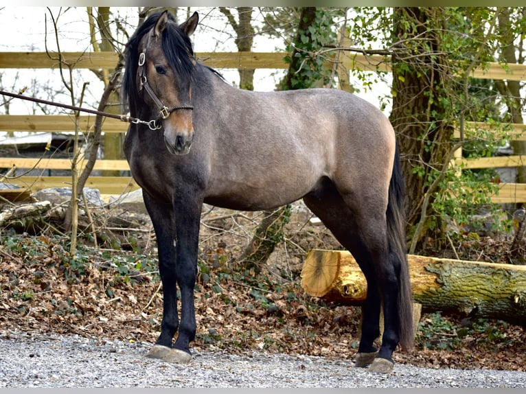 Andalusian Stallion 3 years 15,1 hh Brown Falb mold in Assesse