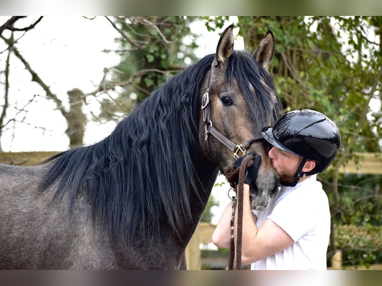 Andalusian Stallion 3 years 15,1 hh Brown Falb mold in Assesse