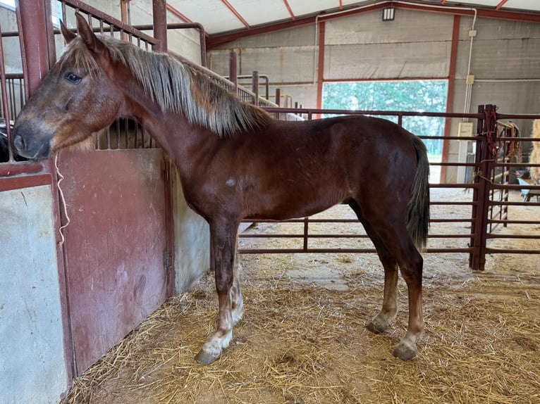 Andalusian Stallion 3 years 15,1 hh Chestnut-Red in Chiclana