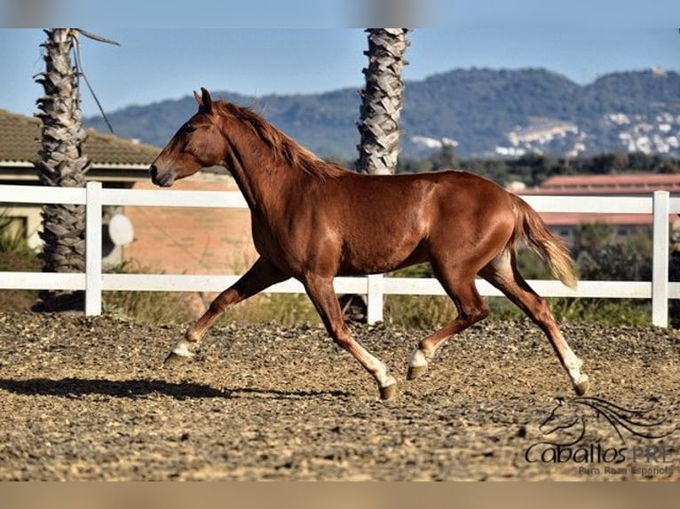 Andalusian Stallion 3 years 15,1 hh Chestnut-Red in Barcelona