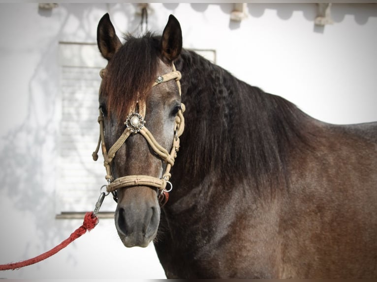 Andalusian Stallion 3 years 15,1 hh Grey-Blue-Tan in Valencia