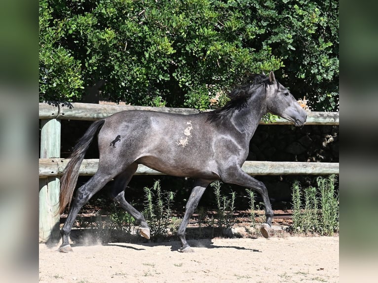 Andalusian Stallion 3 years 15,1 hh Grey in Menorca