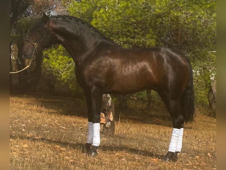 Andalusian Stallion 3 years 15,2 hh Bay-Dark in Martfeld