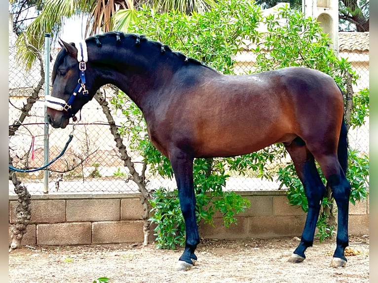 Andalusian Stallion 3 years 15,2 hh Bay-Dark in Martfeld Andalusian Stallion 3 years 15,2 hh Bay-Dark in Martfeld