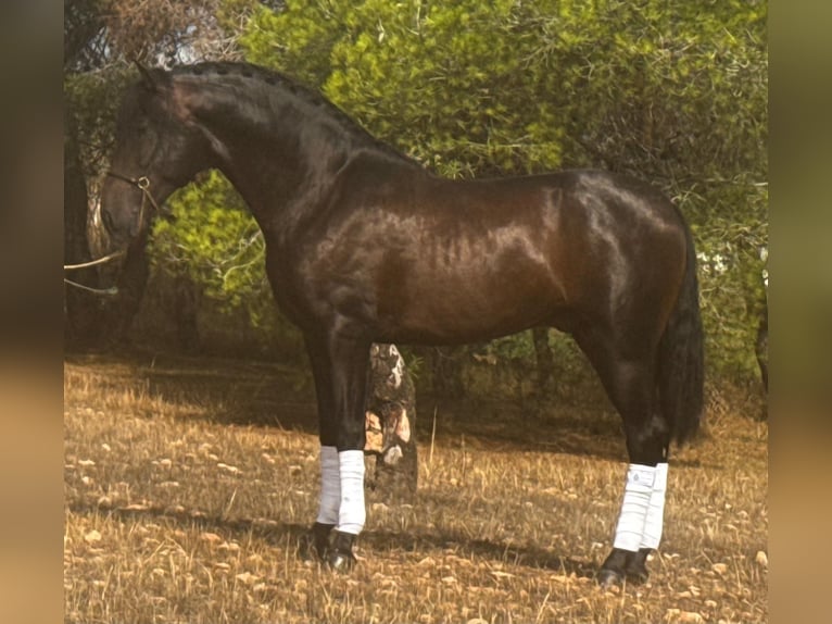 Andalusian Stallion 3 years 15,2 hh Bay-Dark in Martfeld