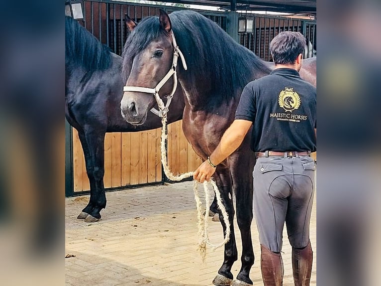 Andalusian Stallion 3 years 15,2 hh Bay-Dark in Martfeld