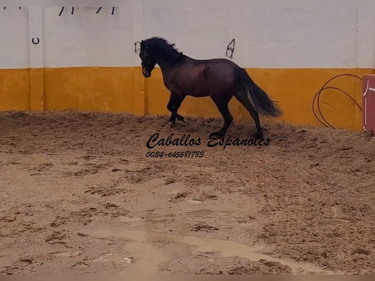 Andalusian Stallion 3 years 15,2 hh Bay-Dark in Vejer de la Frontera