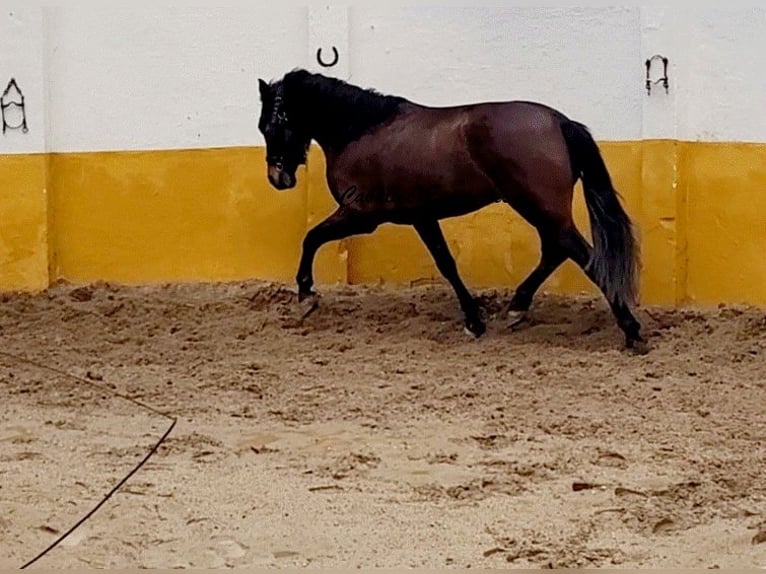Andalusian Stallion 3 years 15,2 hh Bay-Dark in Vejer de la Frontera