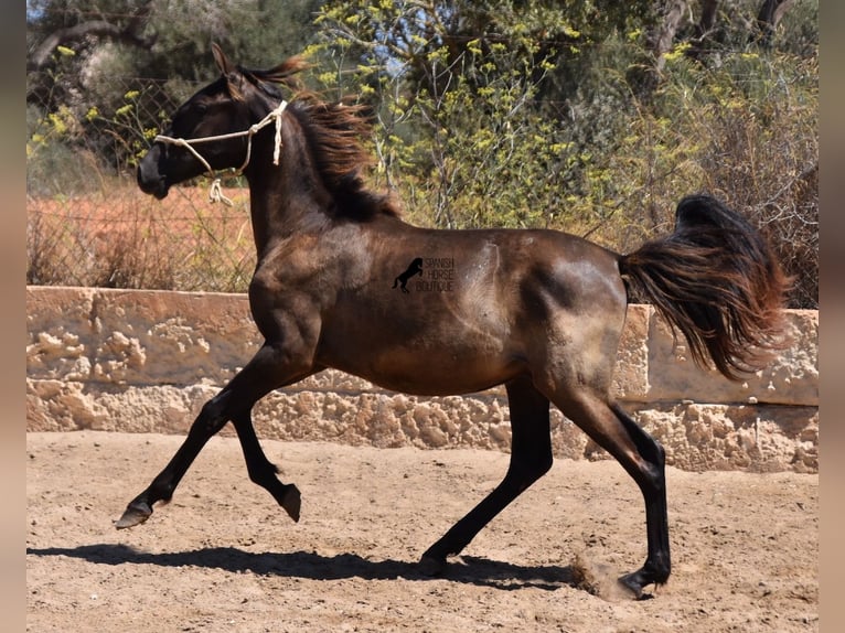 Andalusian Stallion 3 years 15,2 hh Black in Mallorca