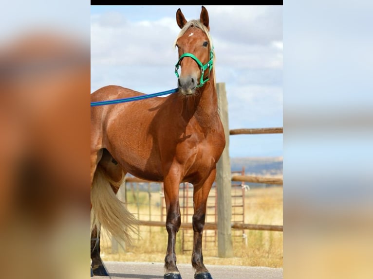 Andalusian Stallion 3 years 15,2 hh Chestnut in Engen