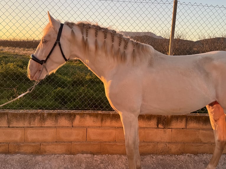 Andalusian Stallion 3 years 15,2 hh Cremello in Valderrubio