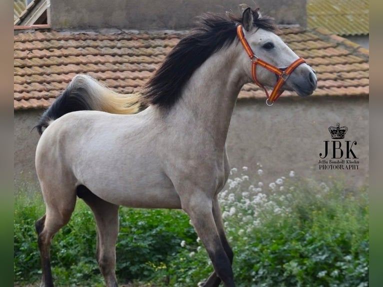 Andalusian Stallion 3 years 15,2 hh Dun in Tabernas Almeria