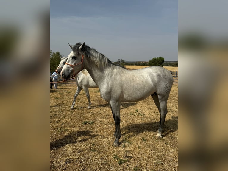 Andalusian Stallion 3 years 15,2 hh Grey in Badajoz