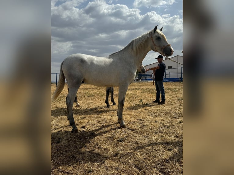 Andalusian Stallion 3 years 15,2 hh Grey in Badajoz