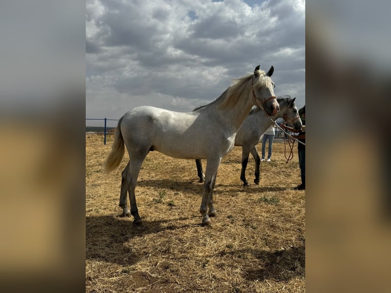 Andalusian Stallion 3 years 15,2 hh Grey in Badajoz