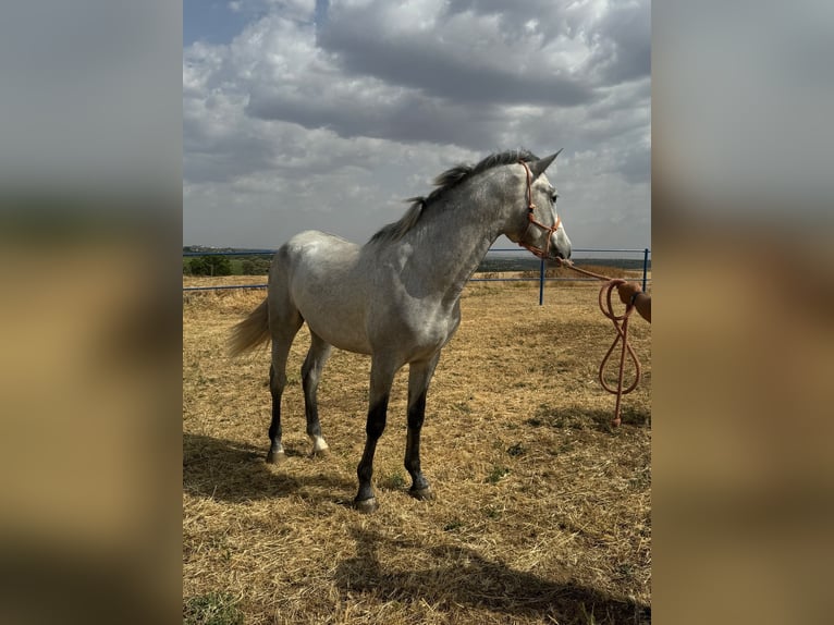 Andalusian Stallion 3 years 15,2 hh Grey in Badajoz