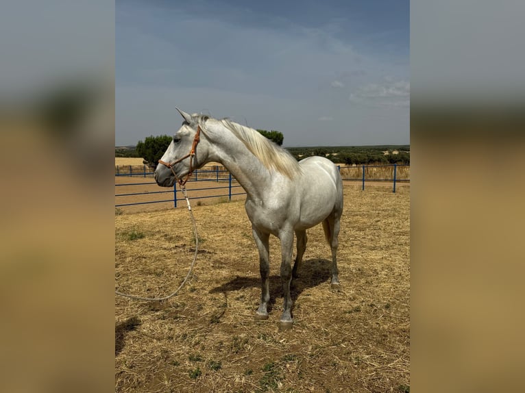 Andalusian Stallion 3 years 15,2 hh Grey in Badajoz