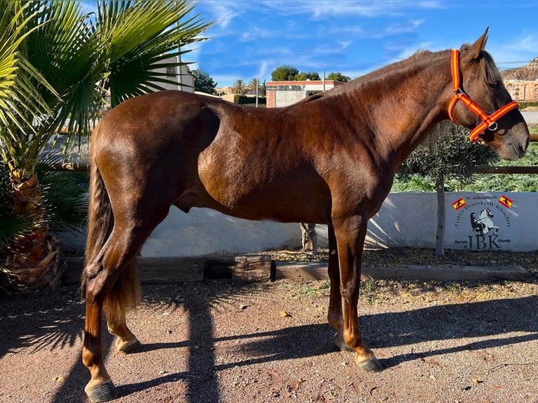 Andalusian Stallion 3 years 15,2 hh Palomino in Tabernas Almeria