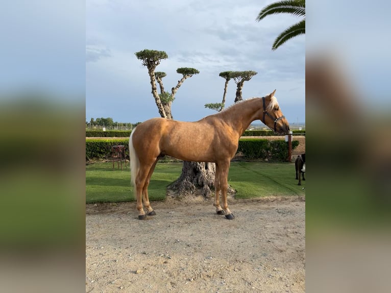 Andalusian Stallion 3 years 15,2 hh Pearl in Bollullos Par Del Condado