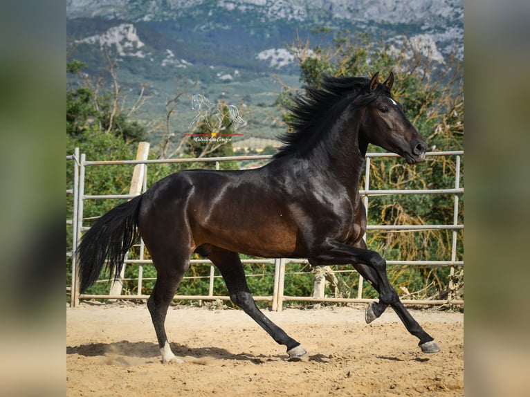Andalusian Stallion 3 years 15,3 hh Smoky-Black in Malaga