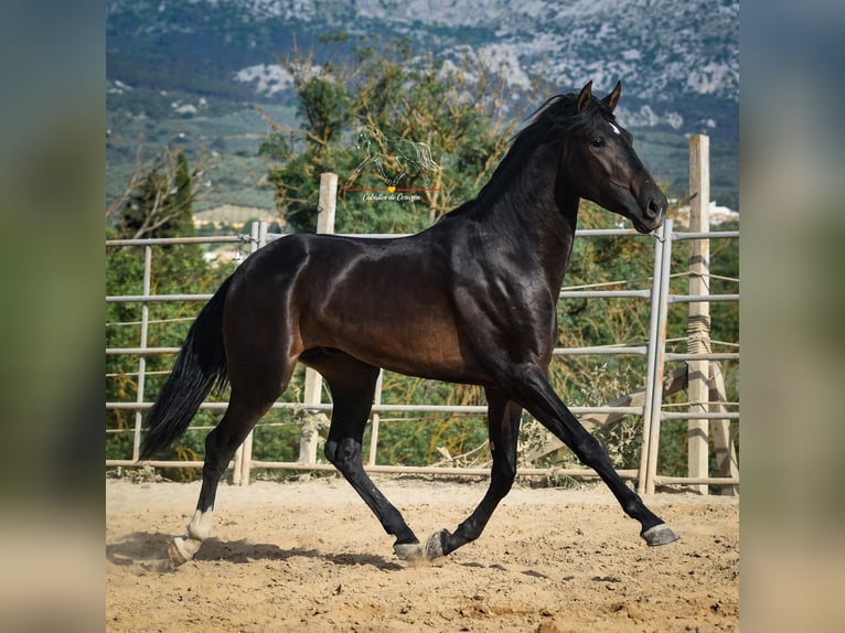 Andalusian Stallion 3 years 15,3 hh Smoky-Black in Malaga