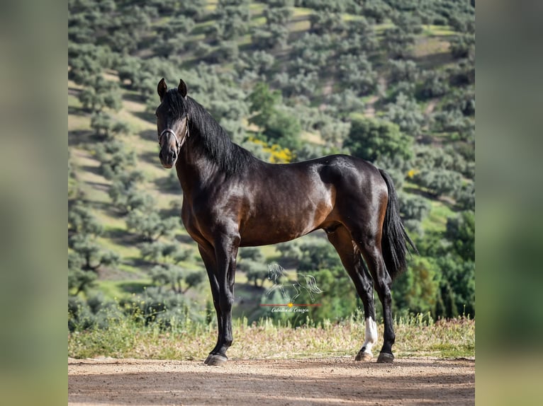 Andalusian Stallion 3 years 15,3 hh Smoky-Black in Malaga
