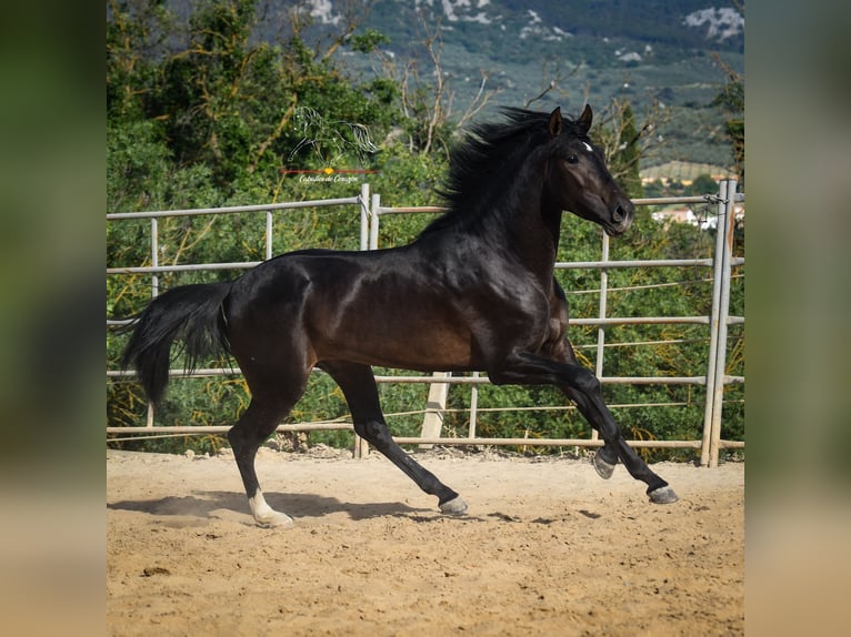 Andalusian Stallion 3 years 15,3 hh Smoky-Black in Malaga