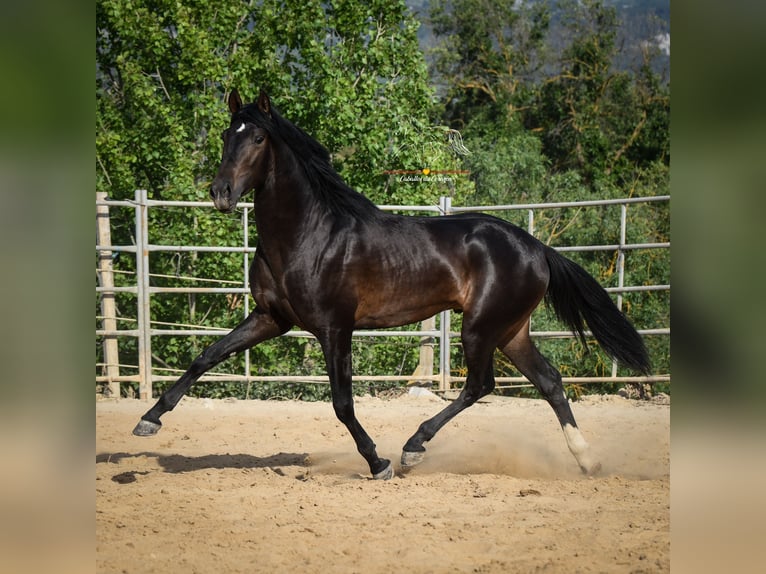 Andalusian Stallion 3 years 15,3 hh Smoky-Black in Malaga