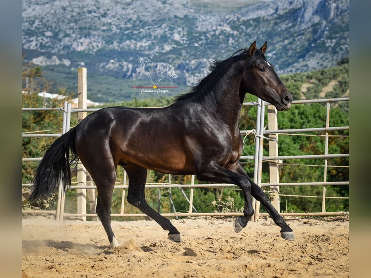 Andalusian Stallion 3 years 15,3 hh Smoky-Black in Malaga