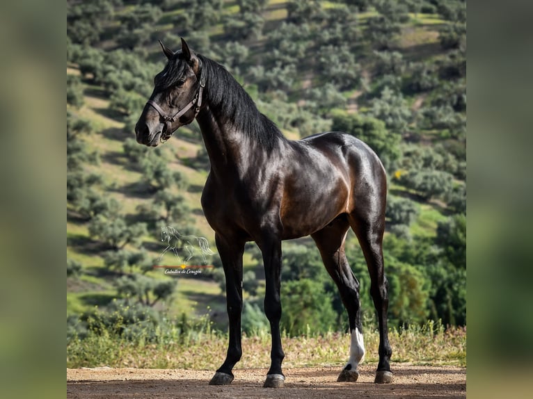 Andalusian Stallion 3 years 15,3 hh Smoky-Black in Malaga