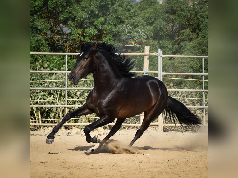 Andalusian Stallion 3 years 15,3 hh Smoky-Black in Malaga