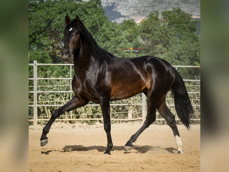 Andalusian Stallion 3 years 15,3 hh Smoky-Black in Malaga