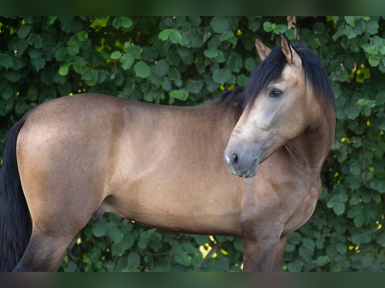 Andalusian Stallion 3 years 16.1 hh Buckskin in Lochen am See