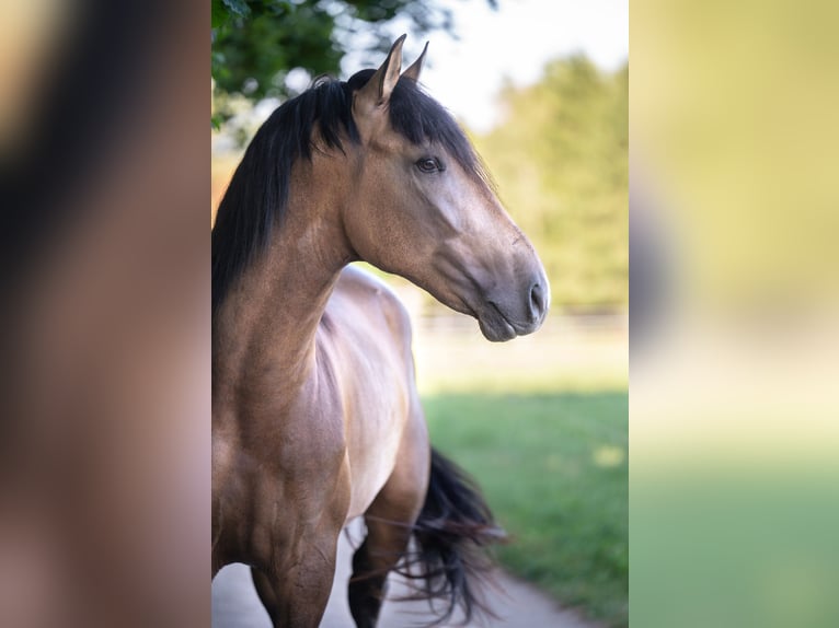 Andalusian Stallion 3 years 16.1 hh Buckskin in Lochen am See
