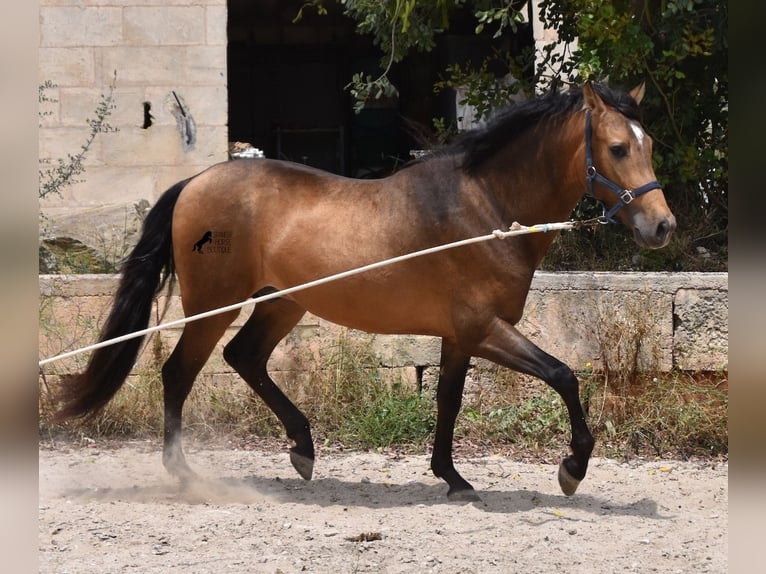 Andalusian Stallion 3 years 16,1 hh Dun in Mallorca
