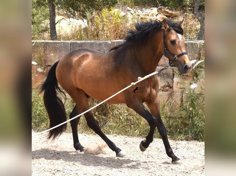 Andalusian Stallion 3 years 16,1 hh Dun in Mallorca