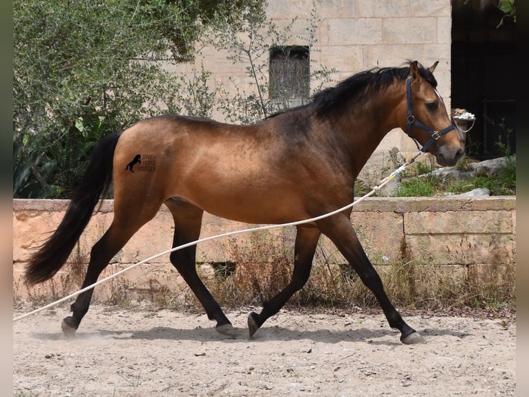 Andalusian Stallion 3 years 16,1 hh Dun in Mallorca