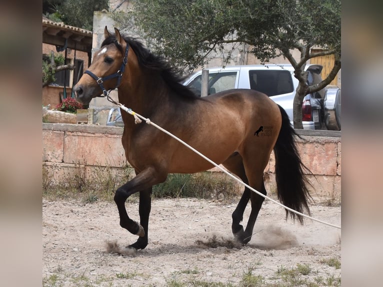 Andalusian Stallion 3 years 16,1 hh Dun in Mallorca
