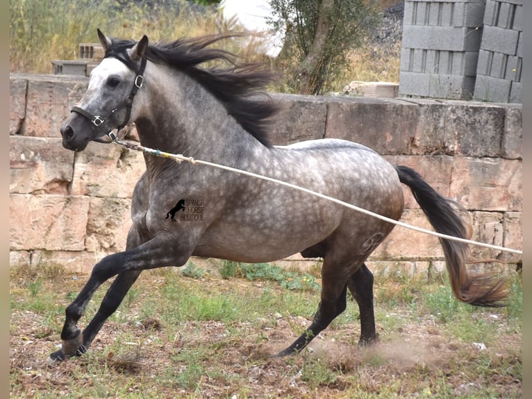 Andalusian Stallion 3 years 16,1 hh Dun in Mallorca